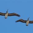 Brown pelicans flying over Swami's SMCA