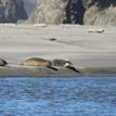 Harbor seals in Ten Mile Estuary SMCA