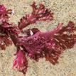 Callophyllis flabellulata red algae wrack washed ashore at Tijuana River Mouth SMCA