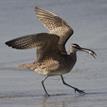 Whimbrel eating a Pacific sand crab in the Tijuana River Mouth SMCA
