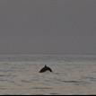 Common bottlenose dolphin in the Tijuana River Mouth SMCA