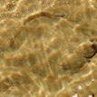 Flatfish hiding in the sediments, Upper Newport Bay SMCA