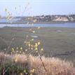 View from Upper Newport Bay SMCA
