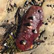 Gumboot chiton and black turban snails in Vandenberg SMR