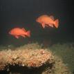 Vermilion rockfish in Vandenberg SMR