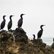 Brandt's cormorants on the Mendocino Coast