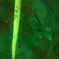 Caulerpa prolifera with measuring tape