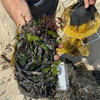 Caulerpa prolifera and other marine plants and kelp