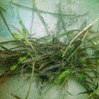Eelgrass and Caulerpa prolifera