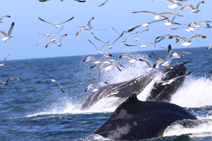 humpback whale breaching out of the water while gulls fly overhead
