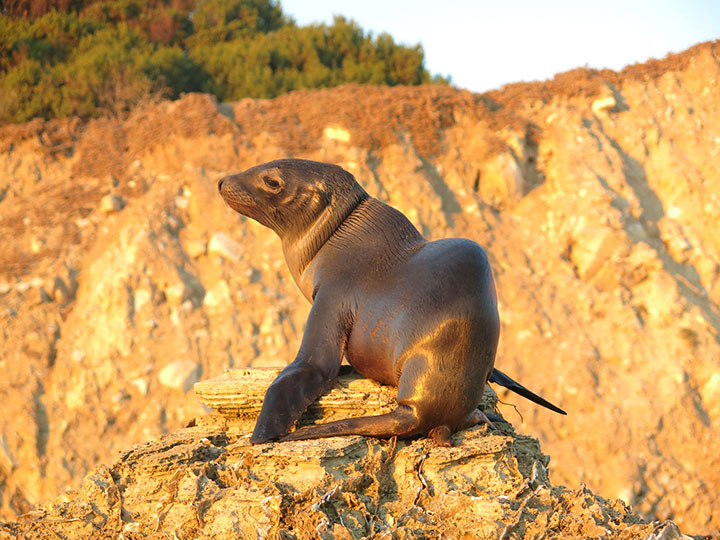 a juvenile california sea lion rests on a rock, brown sleek fur reflects golden light at sunset, its flippers point horizontally with its head held high warming itself