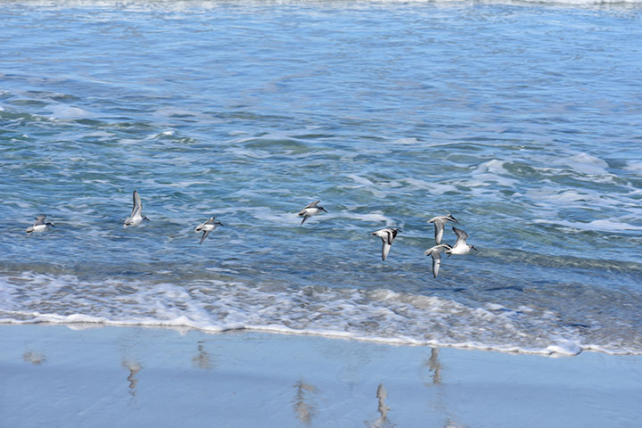 seabirds flying over shoreline
