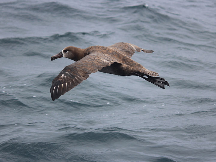 a few feet over gray ocean waves, a black footed albatross glides, brown feathers with white edges line the outer limits of the wings, dark feather around the eyes are contrasted by bright white feather surrounding the large beak