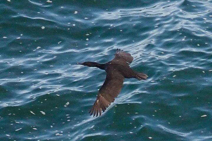cormorant flying over water