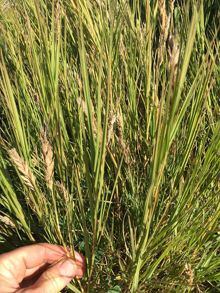 fine lengths of yellow green salt grass meet on soft sandy soil in sturdy stems