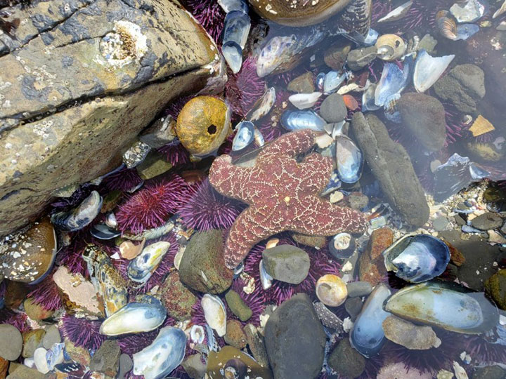 purple urchins, an ochre sea star, and mussel shells in a tidepool