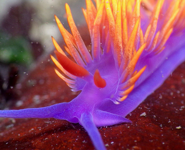 a Spanish shawl, a type of nudibranch also known as a sea slug rest  in a tidepool, this creature has a deep purple body with vibrant fiery orange pointed growths on its back