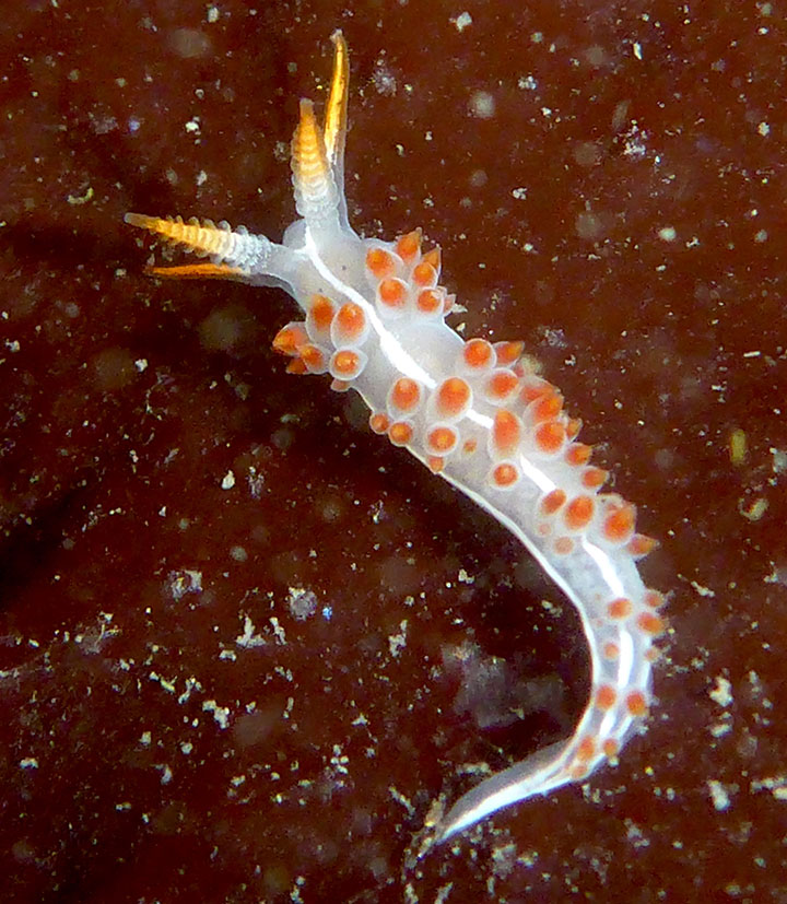 colorful sea slug