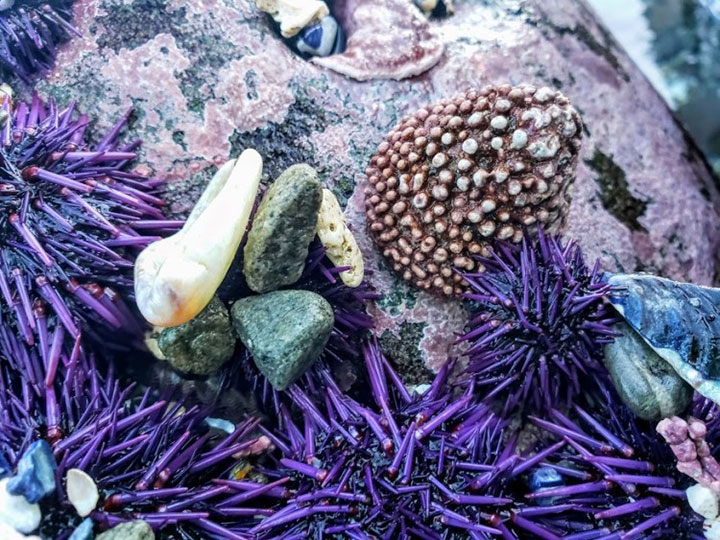 purple sea urchins and whitecap limpet covered with encrusting coralline algae