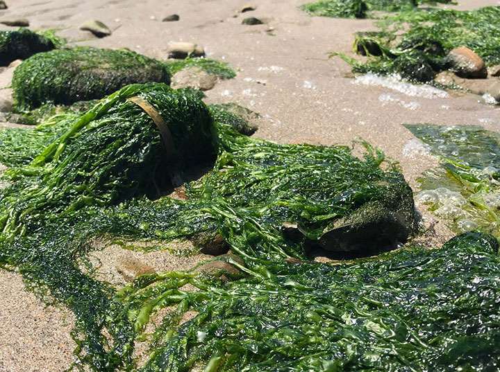 rocks speckle rough sand off into the horizon, attached on the rocks near the waterline, long swaths of wavy green algae, called sea lettuce