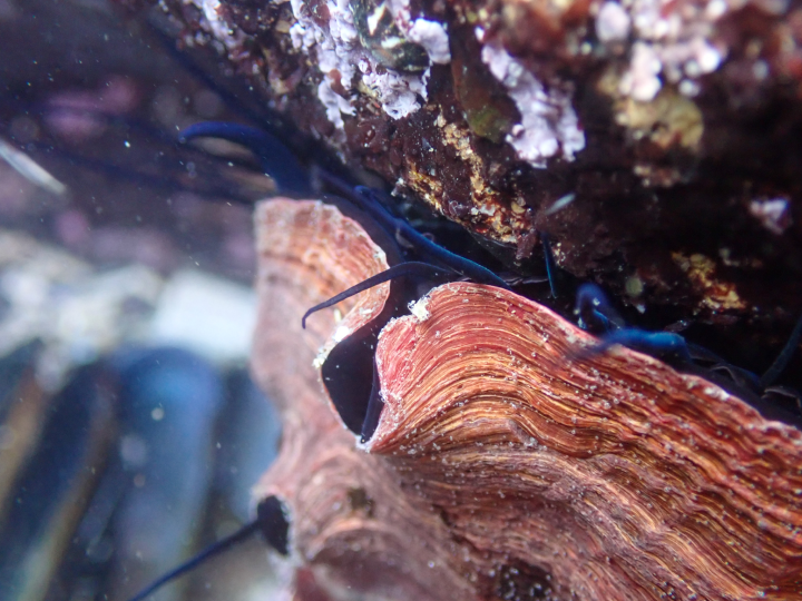 closeup of indigo colored tentacles extending from under reddish abalone shell
