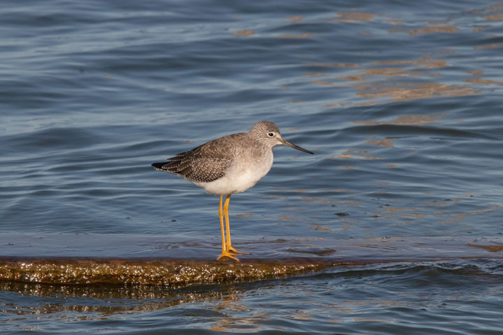 perched on a flat rock protruding from gentle ocean water, a greater yellow legs rests, long yellow legs meet white belly feathers, feathers along the back and sides are dark brown with white fine stripes along the edges, besides the yellow legs this bird also has a beak the size of a ballpoint pen used in shoreline hunting