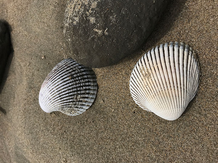 two cockle shells sit in fine sand, these shells are about the size of your palm, with large deep grooves running along the length of the shell
