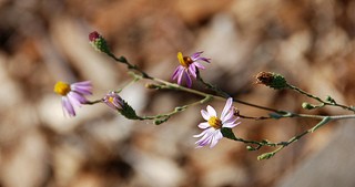 Corethrogyne filaginifolia