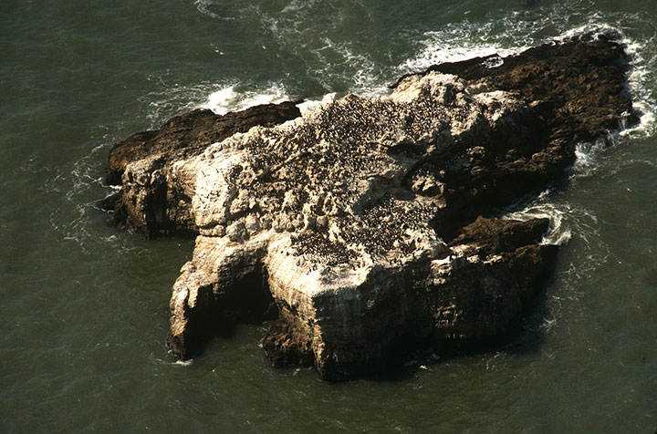 a dark green sea engulfs a steep rock with sea foam lapping at its edges, sea birds carpet the flat portions of the rock
