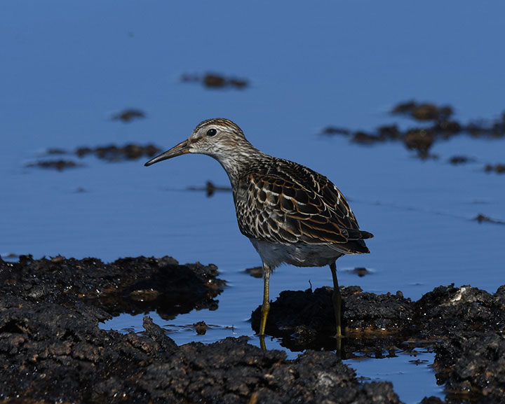 thin legged bird foraging for food in mud and water
