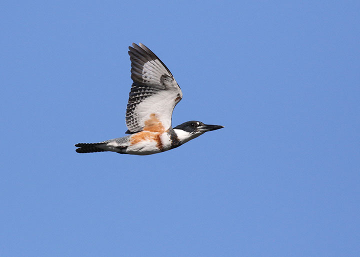 a belted kingfisher flies high against a clear blue sky, this bird specialized for fish hunting has a thick sharp bill, white underbelly feathers are broken up by a red and black belt of feathers, the tips of wings are have black and white checker markings