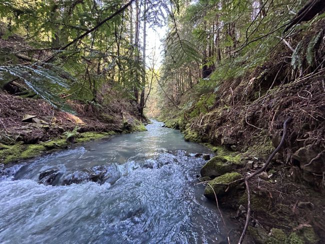 Creek flowing through forest. Chamberlain Creek