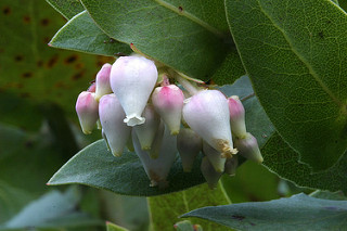 pink and white flowers with green leaves