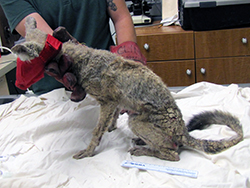 a kit fox with mange sits on an exam table with a red calming mask on its face