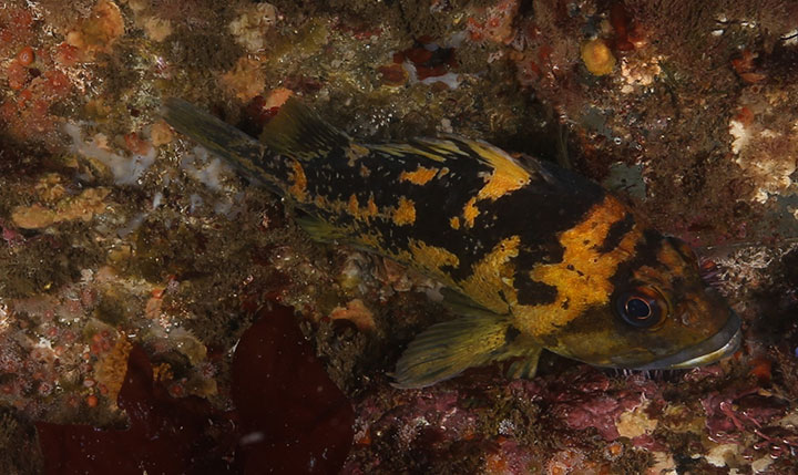 black and yellow rockfish rests in a rock crevice