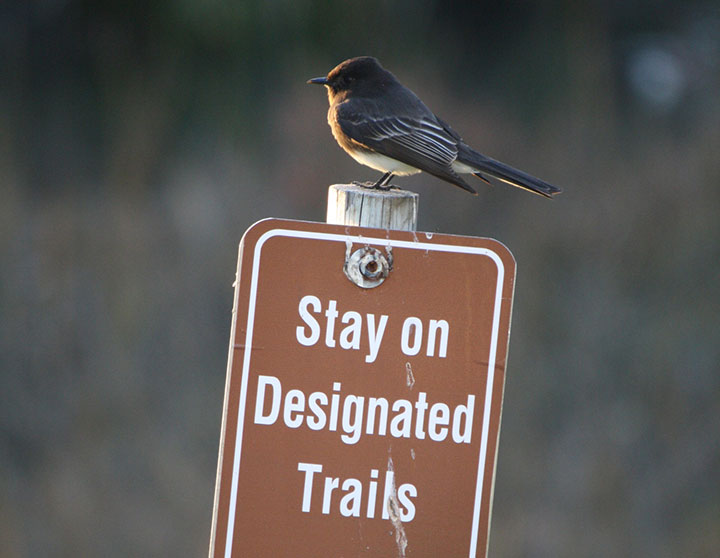 a small, stout bird perching on a sign post; the sign reads Stay on Designated Trails