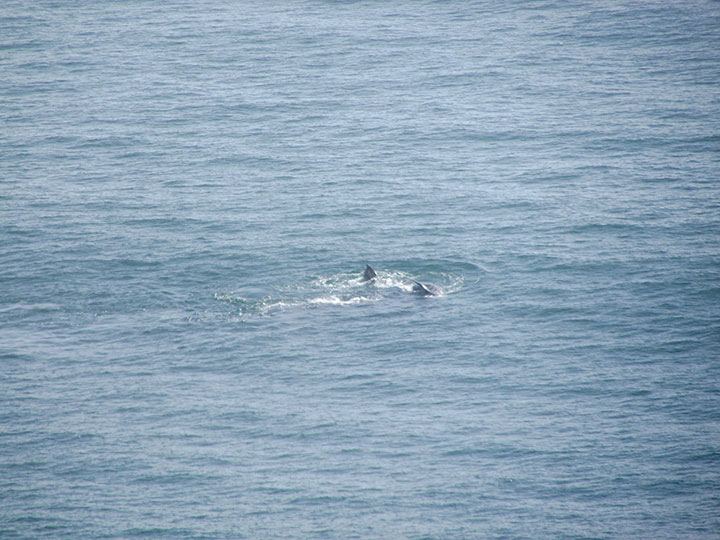 fins protrude from ocean