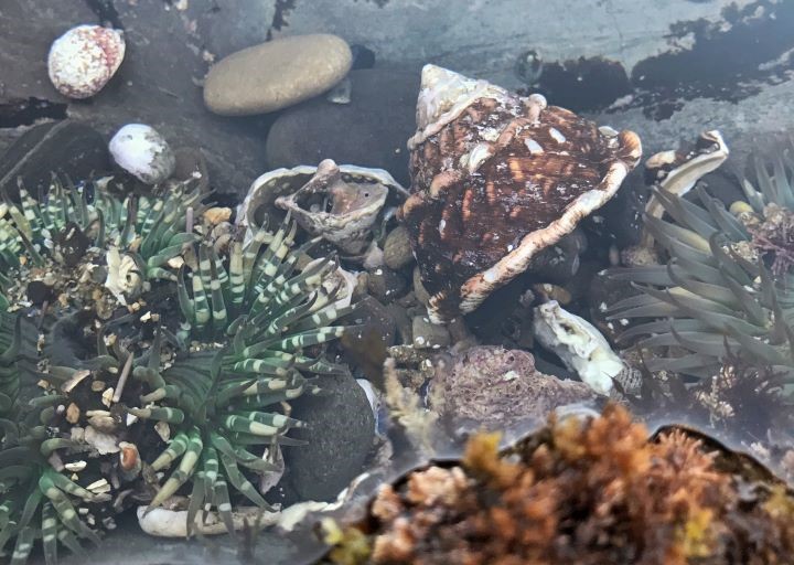 striped snail and anemones in a tidepool