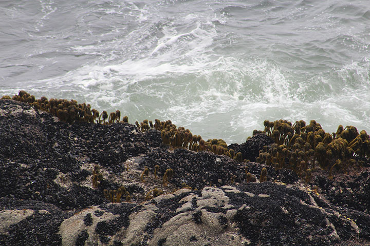 churning ocean water next to plant covered rocks