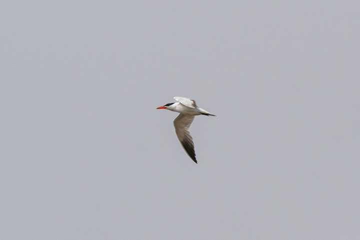 a caspian tern cuts through grey sky, an angular bird, with a bright fiery orange beak, white feathers and a black patch on the edge of its wingtips and head