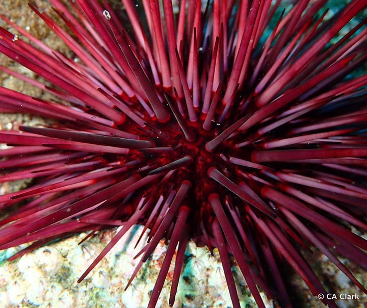 red sea urchin in Painted Cave SMCA