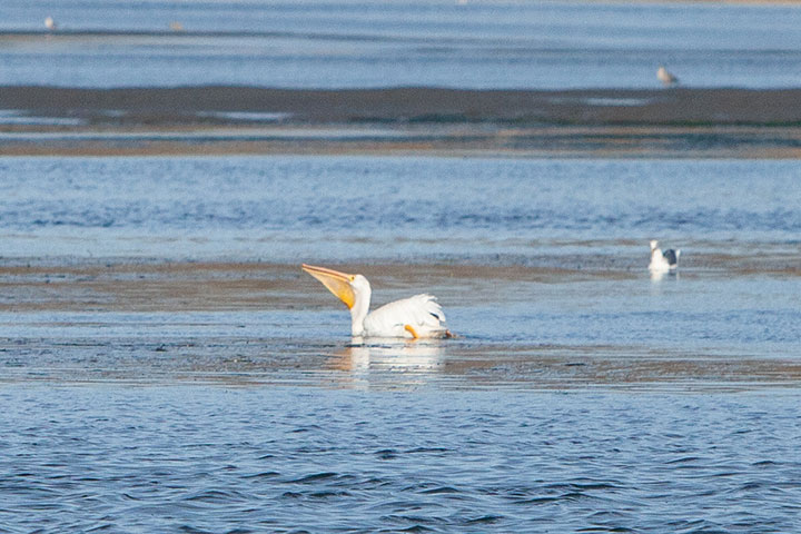 a white pelican rests on flat dark blue waters, a few western gulls are off along the horizon