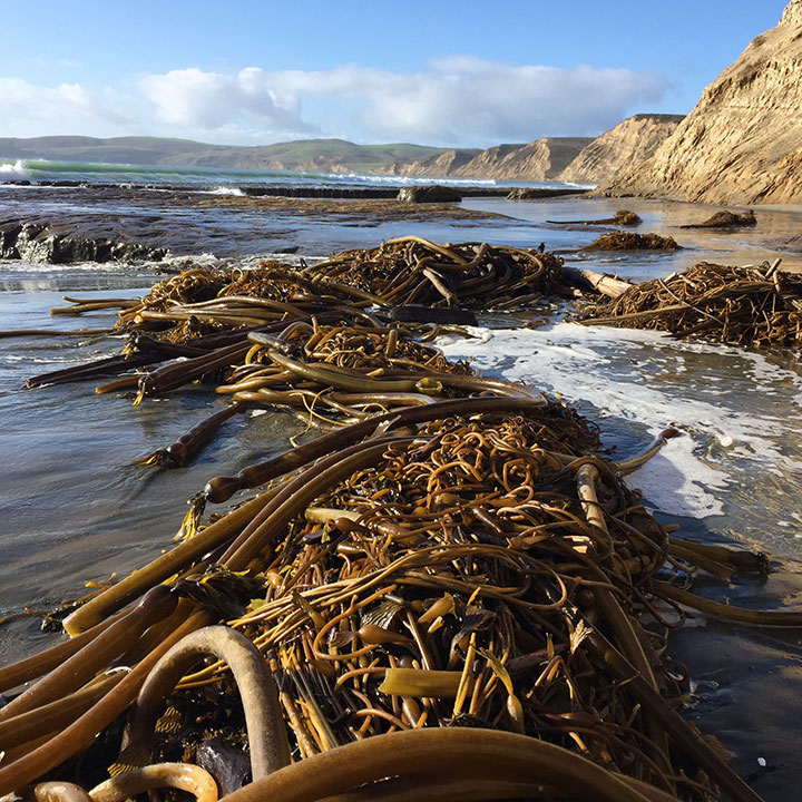 blue skies and wispy clouds meet rolling hills, the ocean runs along flat rocky shores. a small spit of sand in the foreground with large piles of brown kelp and bull kelp 