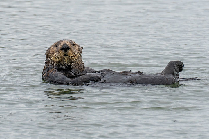 floating on gray ocean water, with its feet cross a sea otter looks right at the camera, its slick brown fur is contrasted with the light tan fur around its face, under its triangular black nose a couple dozen thick whiskers mask its black lips they appear to curve into a smile