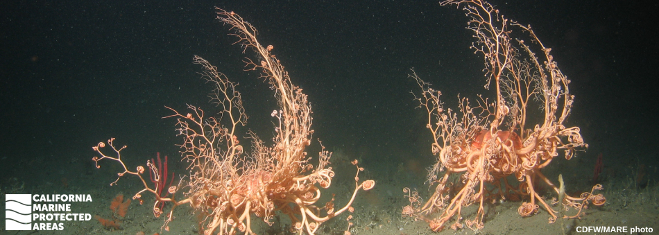 two basket stars - a kind of sea star with long branching arms