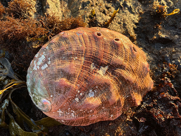 on a rock nestled in red and brown algae, a red abalone sits, this shell has long vertical and horizontal striations, a dozen respiratory holes line the edge of the shell, the shell is a pink reddish color with a pearlescent in certain areas 