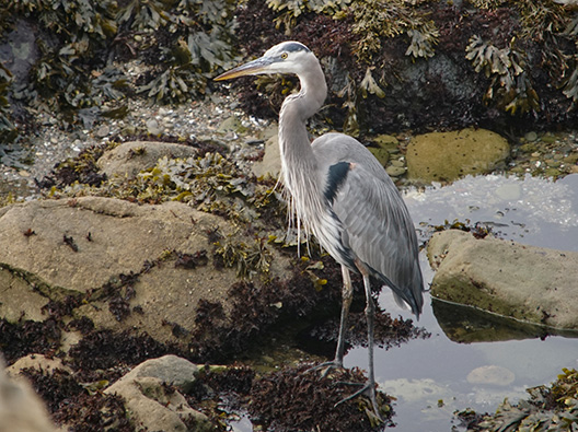 great blue heron