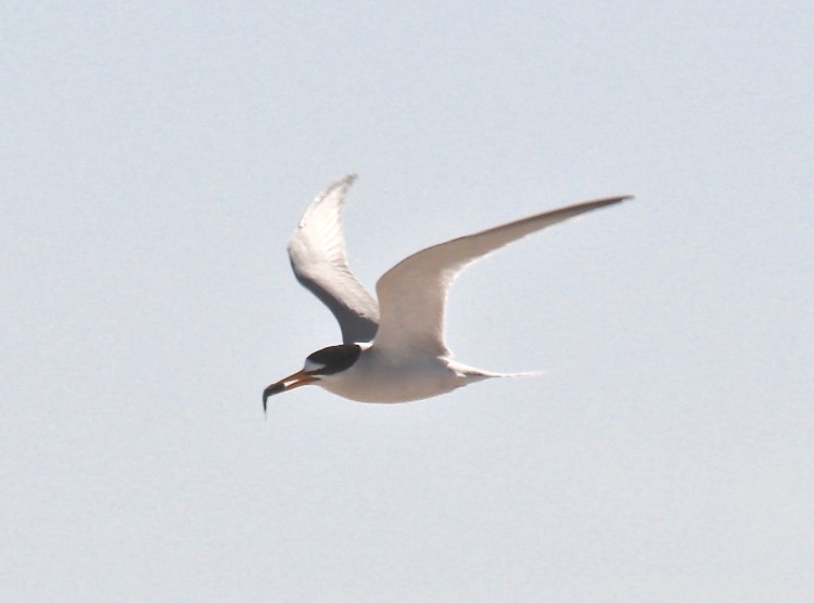 seabird in flight holding prey in beak