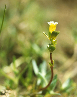 Gratiola heterosepala