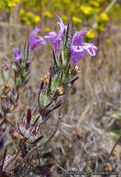 Pogogyne abramsii, photo © Keir Morse